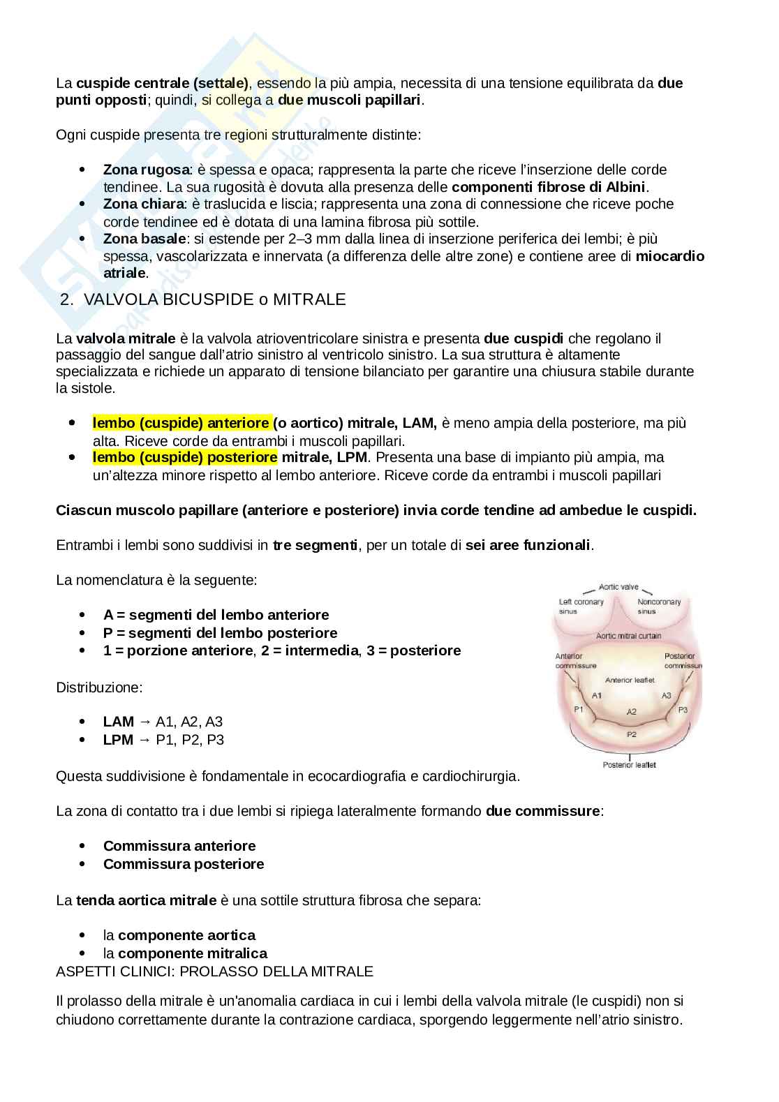 Anatomia del torace Pag. 51