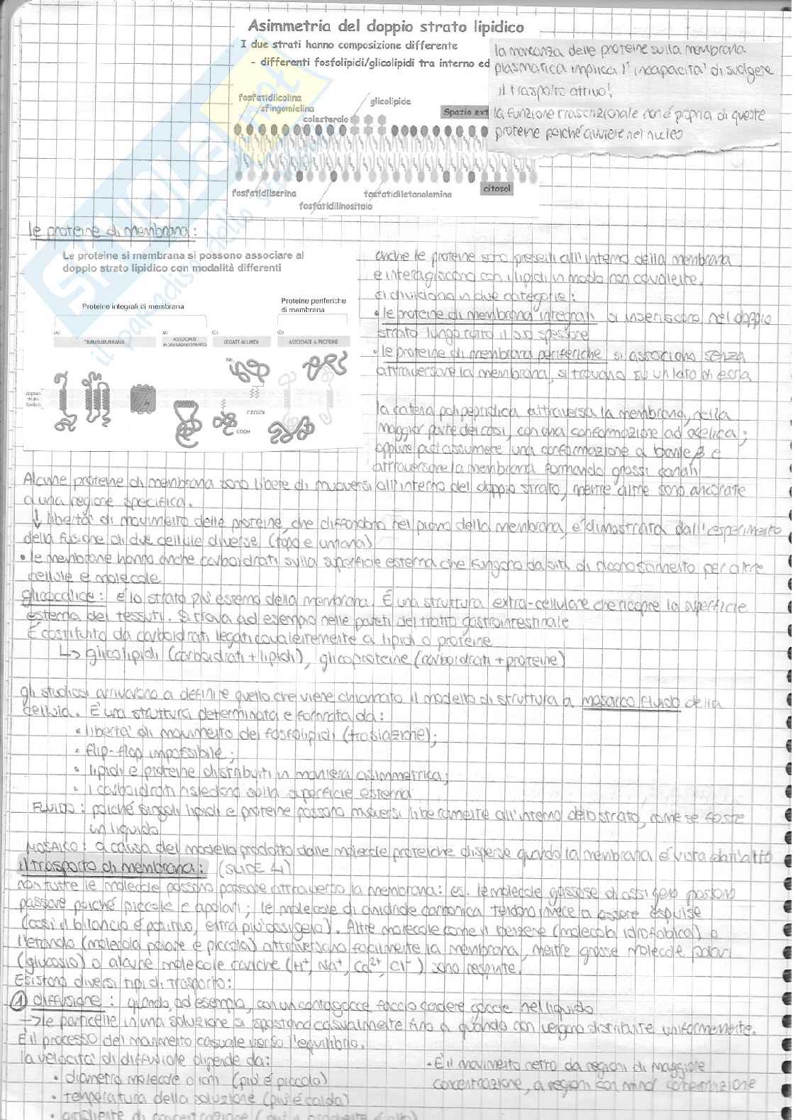 Biologia della cellula - appunti Pag. 6