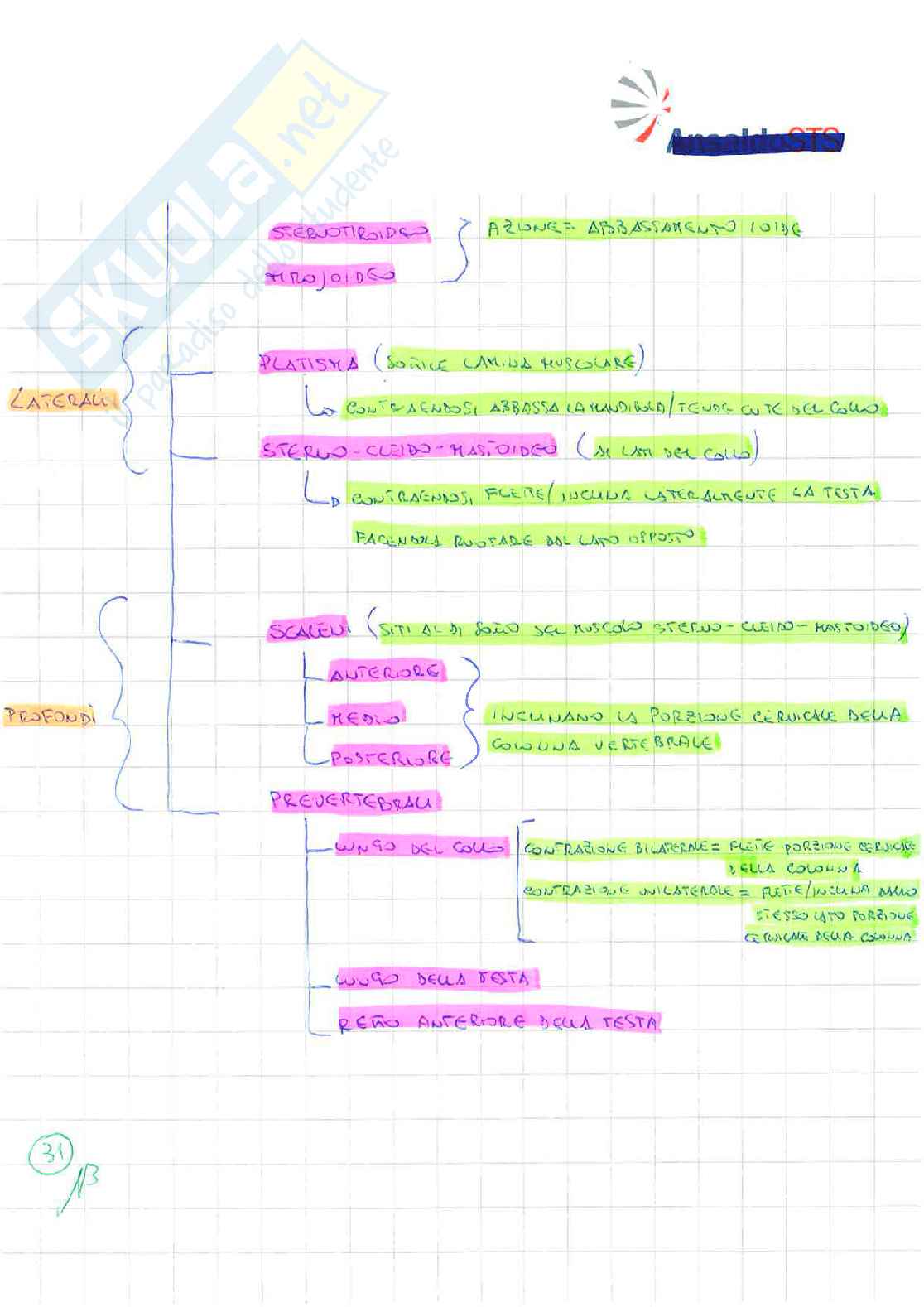 Anatomia Umana ( schemi riassuntivi) Pag. 31