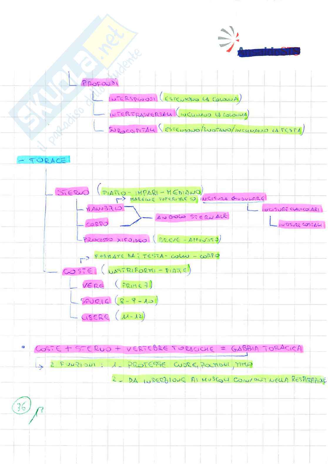 Anatomia Umana ( schemi riassuntivi) Pag. 36