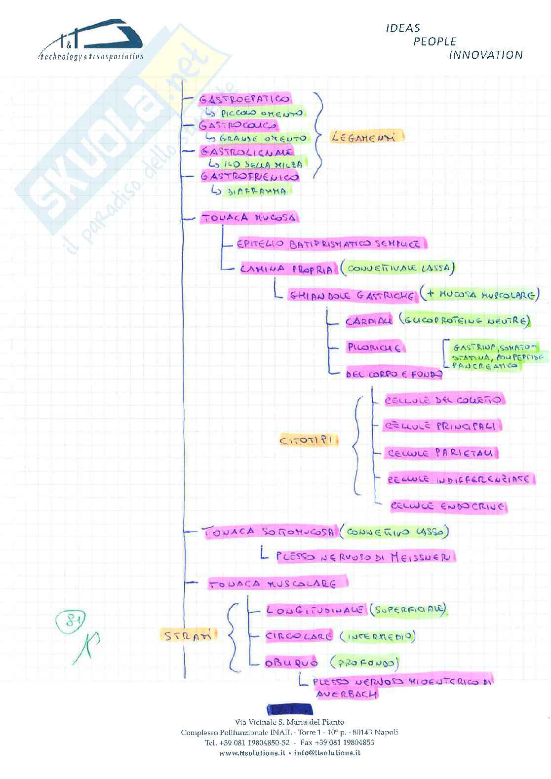 Anatomia Umana ( schemi riassuntivi) Pag. 81
