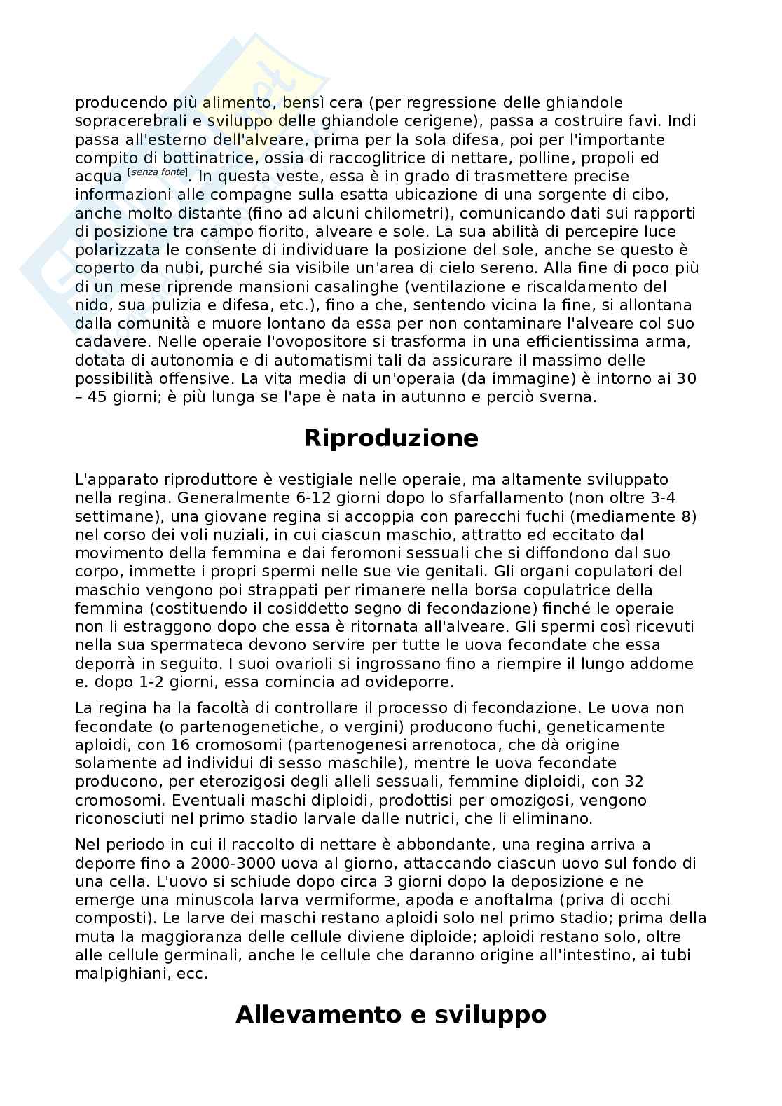 Insetti - Classificazione Pag. 6