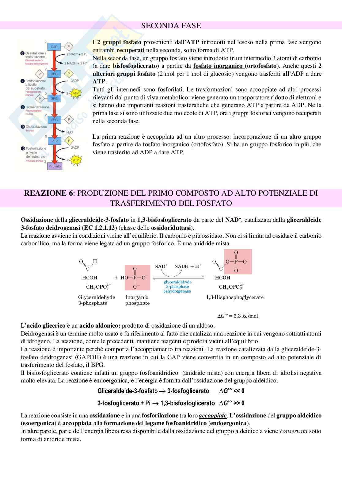 Glicolisi: cos'è e gli step Pag. 6