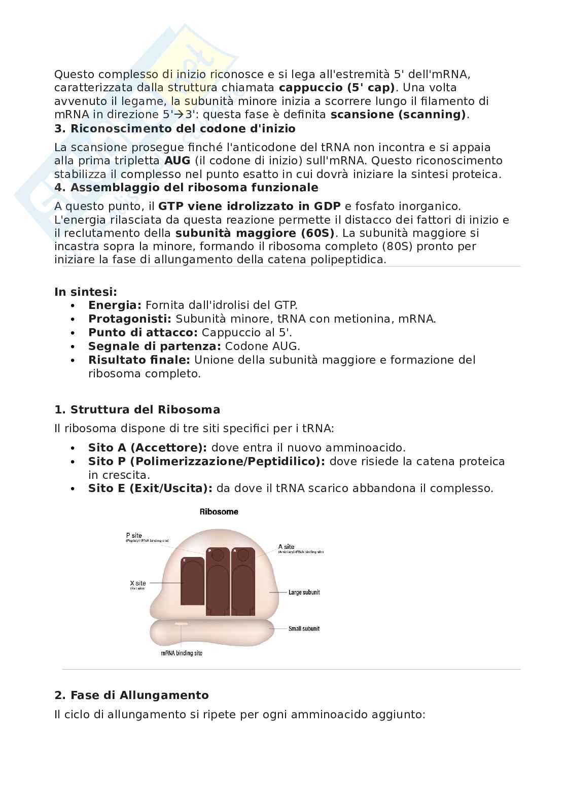 Biologia molecolare Pag. 31