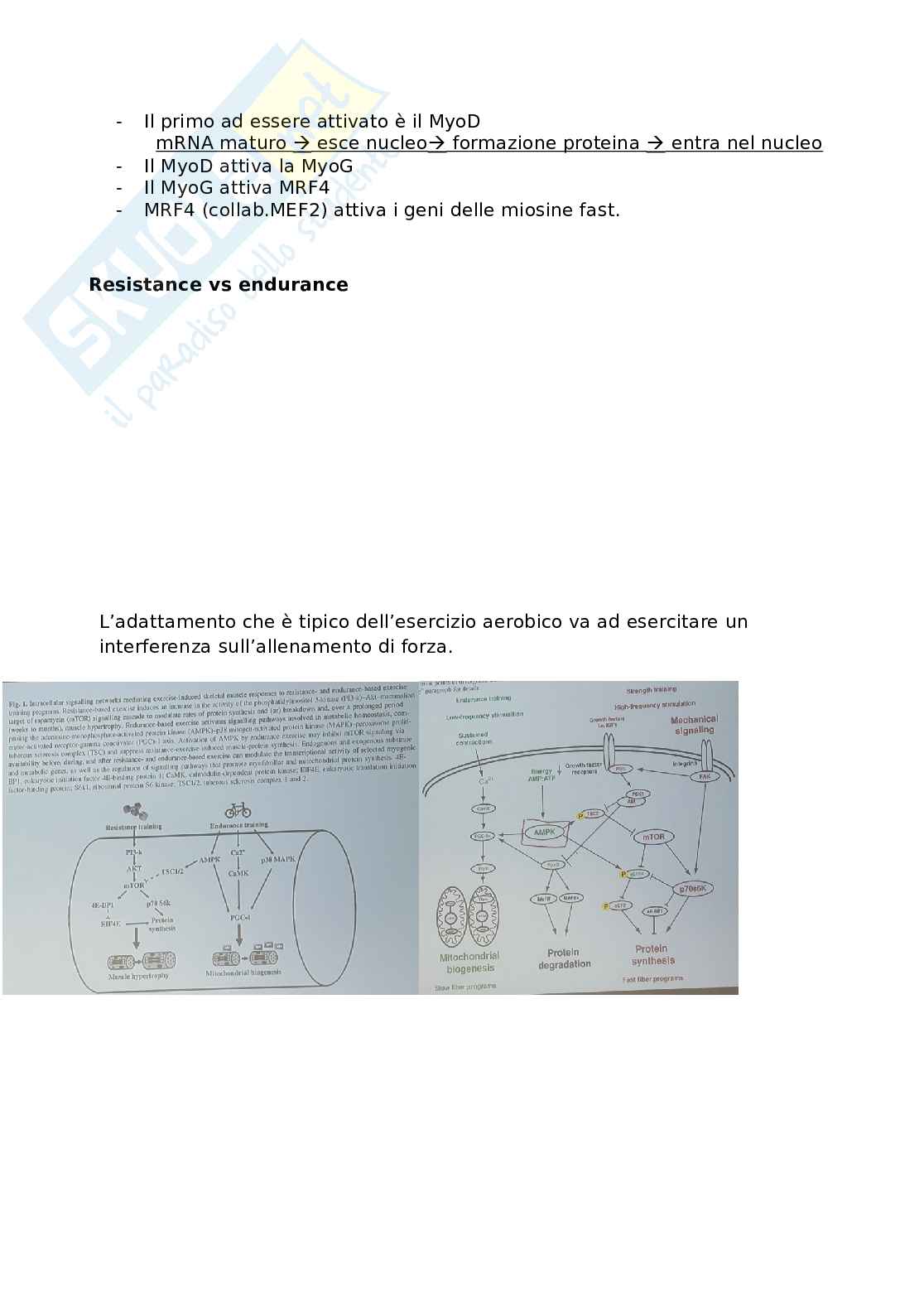 Biologia molecolare Pag. 41