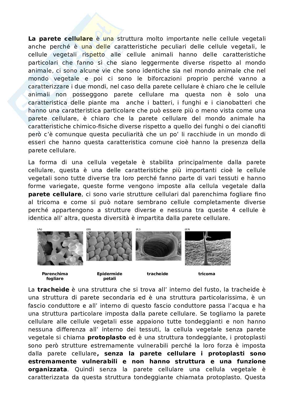 Appunti di Fisiologia vegetale Pag. 1