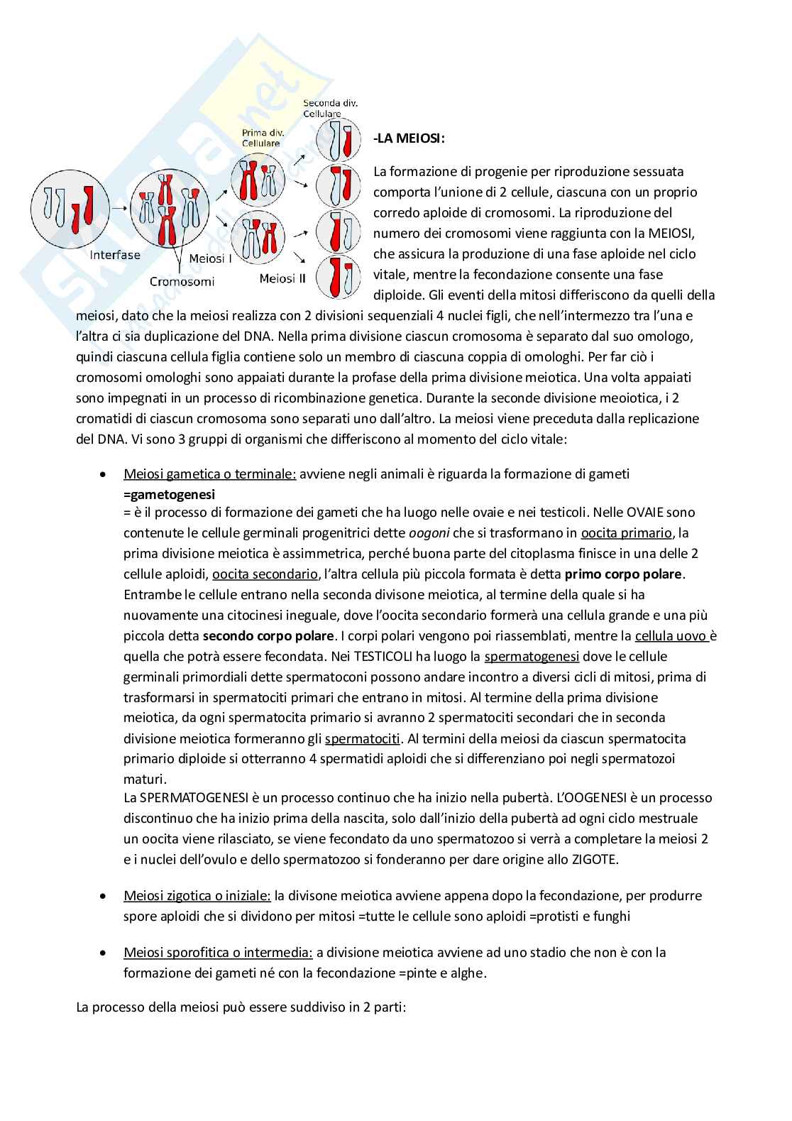 Fondamenti di istologia embiologia ed anatomia funzionale - Appunti Pag. 16