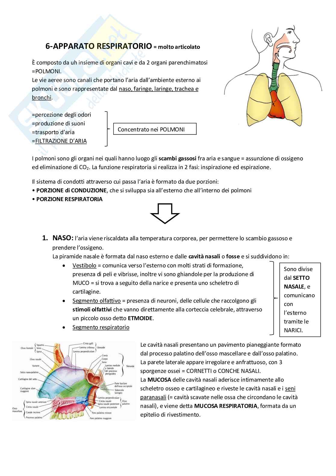Fondamenti di istologia embiologia ed anatomia funzionale - Appunti Pag. 76
