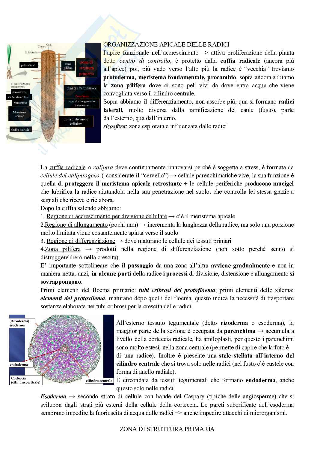 Riassunto esame Botanica, Prof. Caneva Giulia, libro consigliato Biologia delle piante, Raven Pag. 11