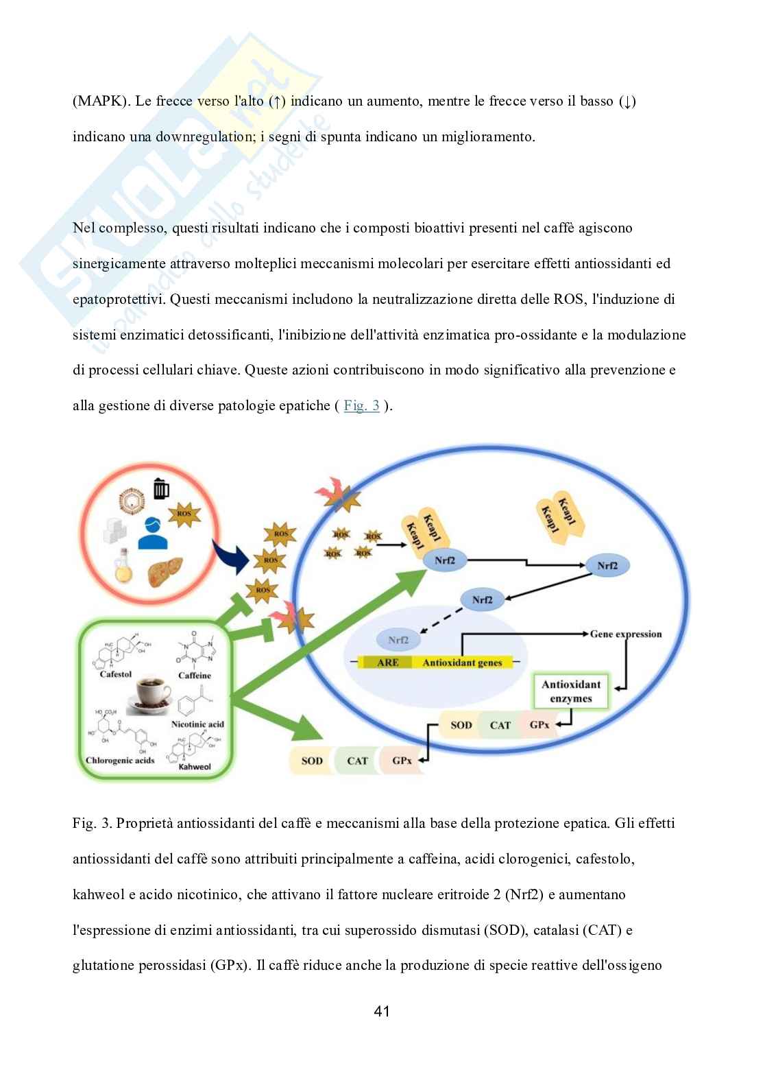 Master Medicina Funzionale - Nutrizione Funzionale - Pag. 41
