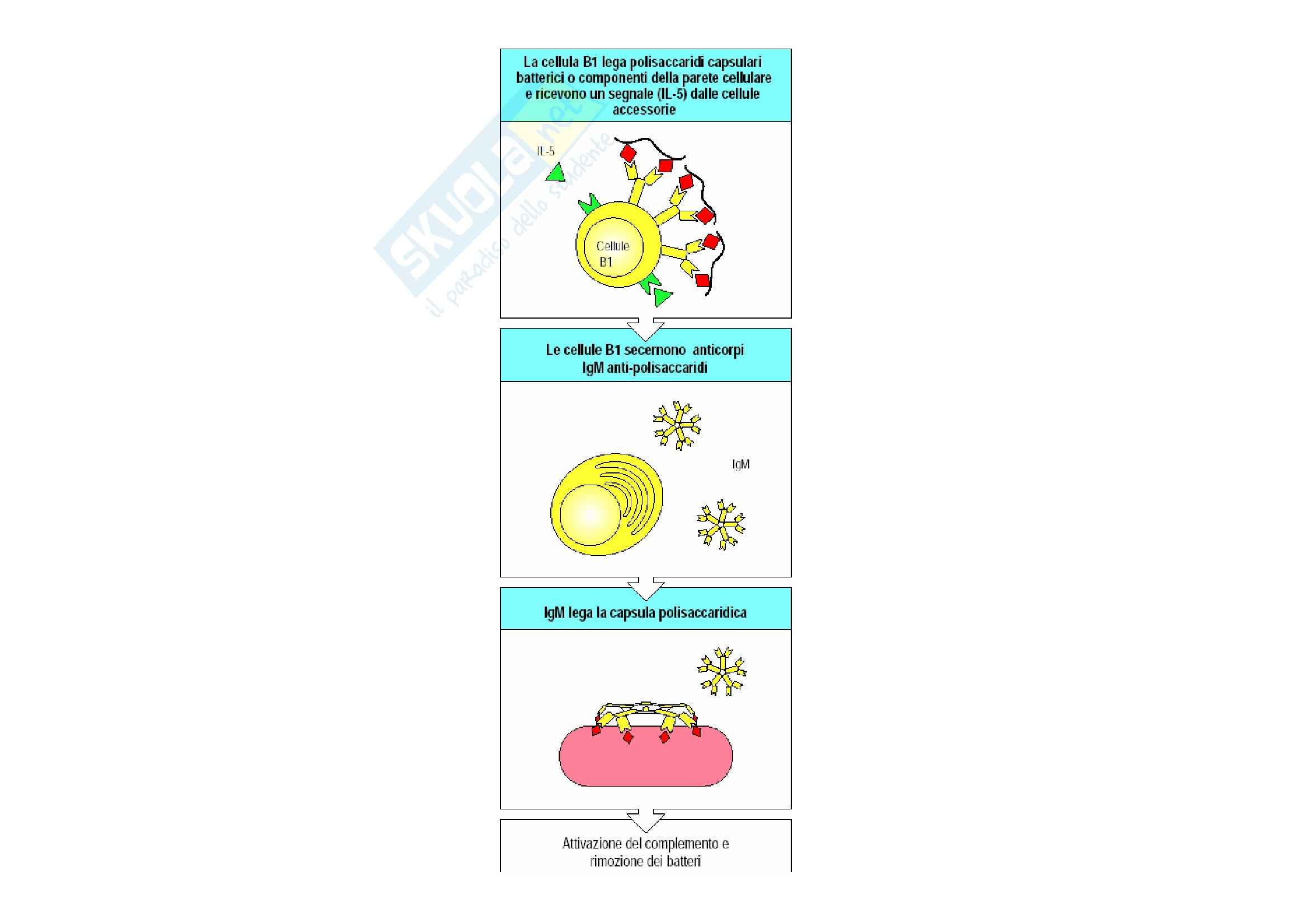 Immunologia - cellule NK Pag. 16