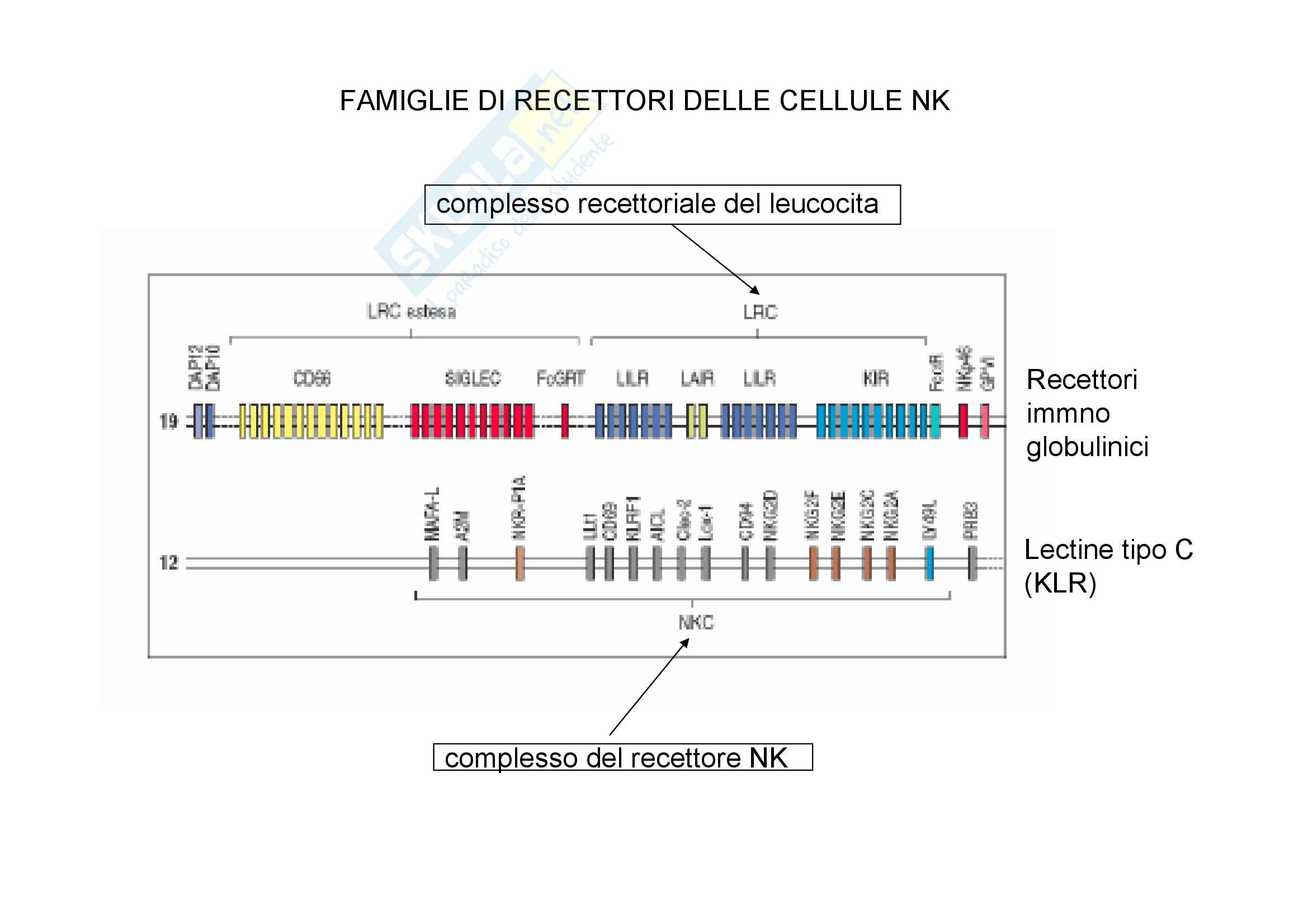 Immunologia - cellule NK Pag. 6