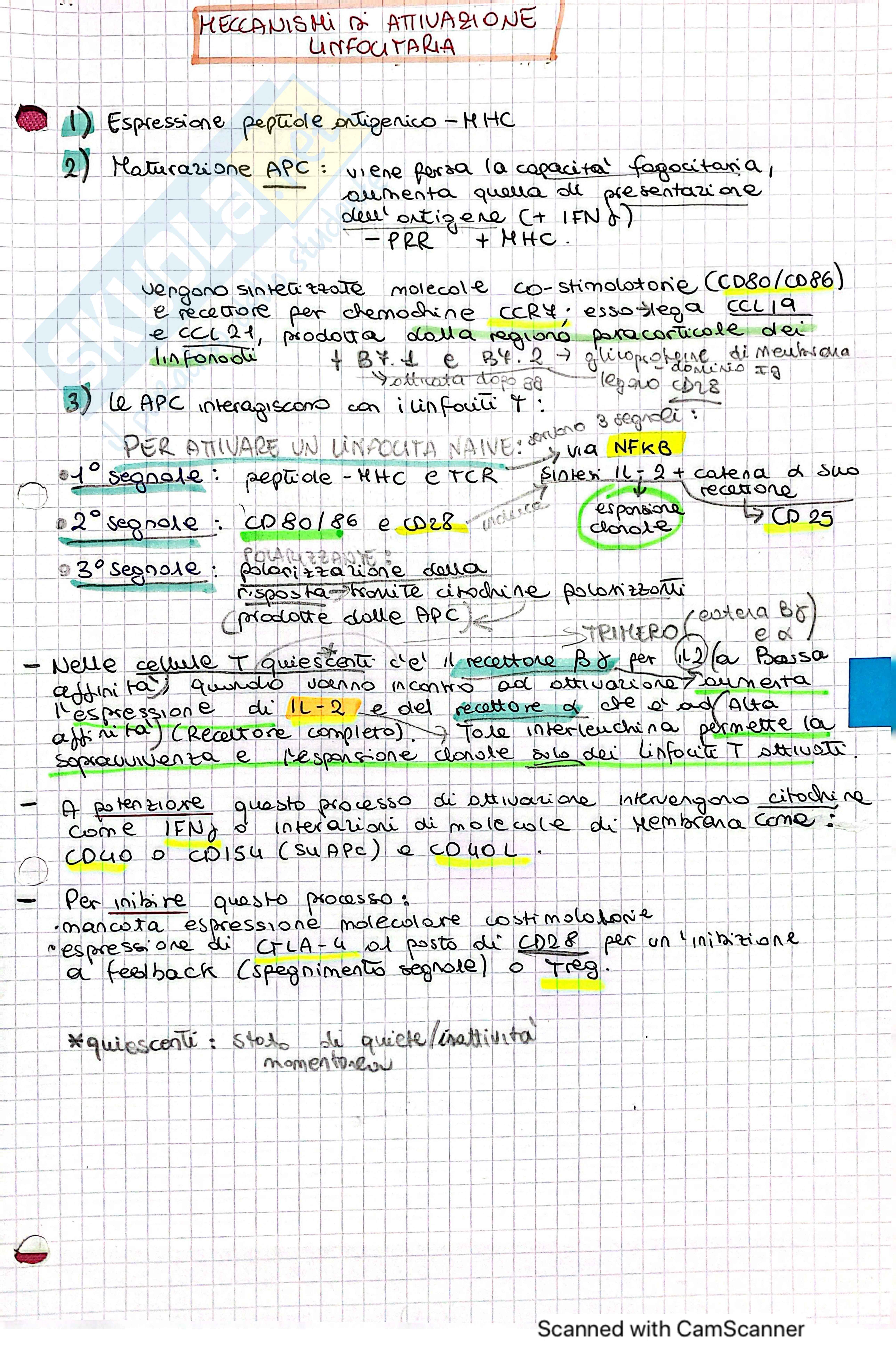 T CD8 + Citotossici  Pag. 1