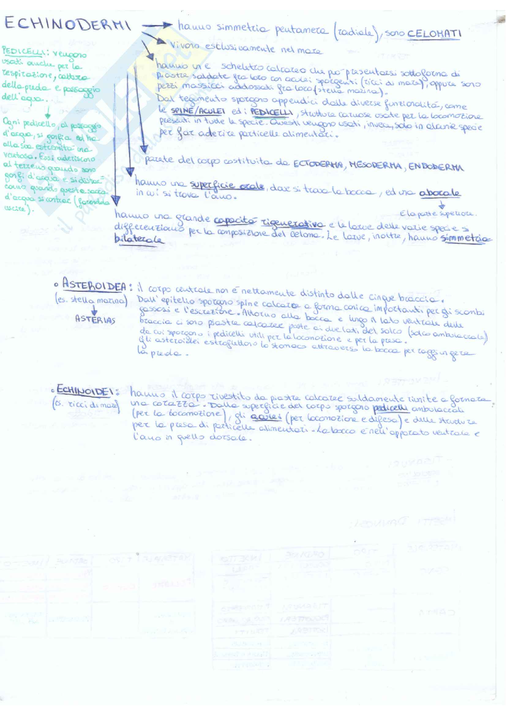 Zoologia - Appunti Pag. 36