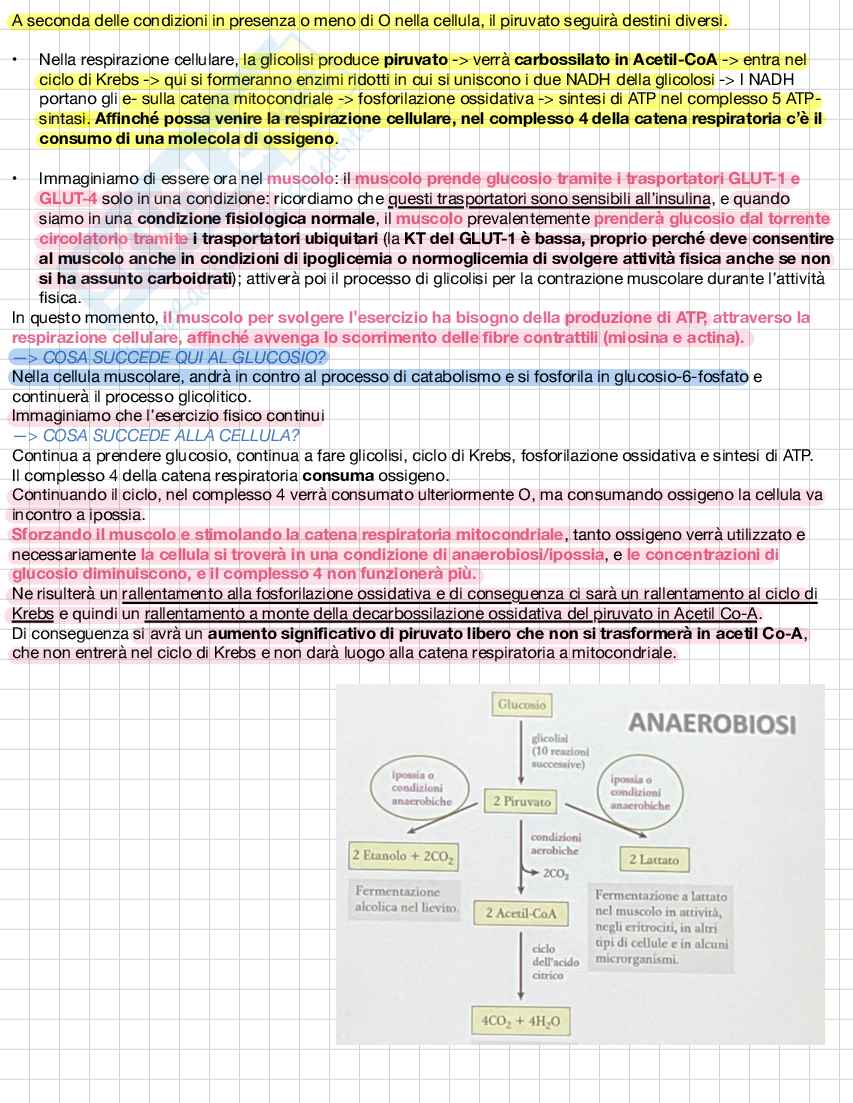 Biochimica e biologia molecolare Pag. 26