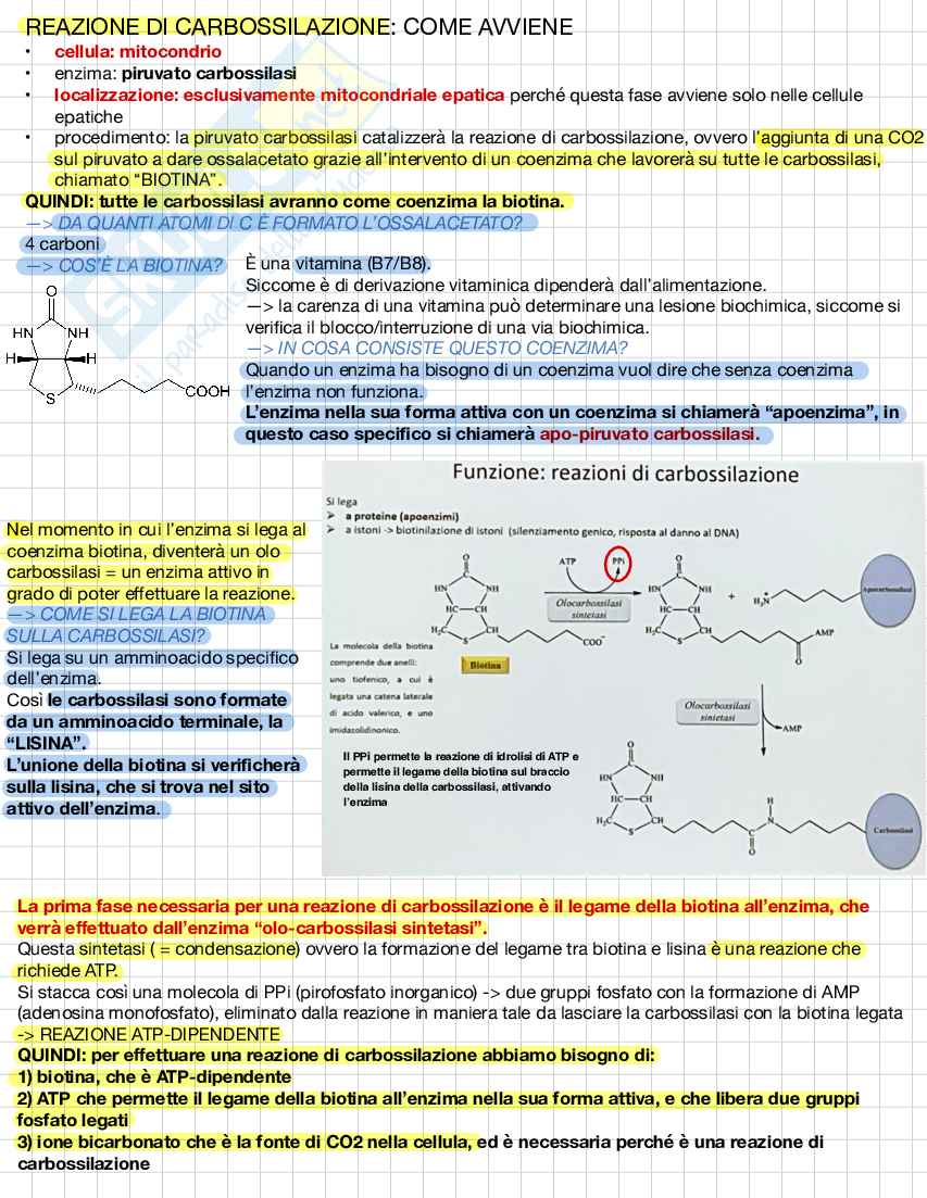 Biochimica e biologia molecolare Pag. 31