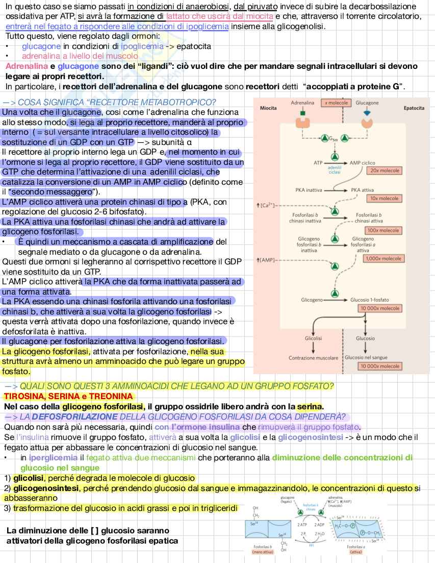 Biochimica e biologia molecolare Pag. 41