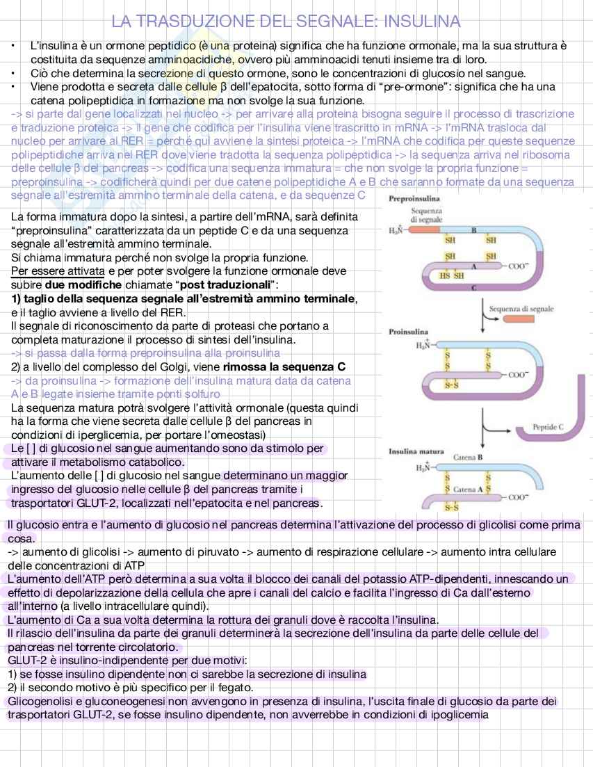 Biochimica e biologia molecolare Pag. 46