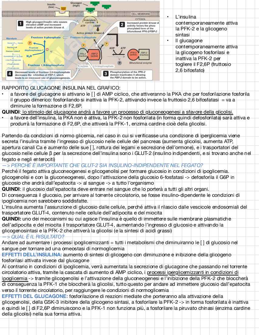 Biochimica e biologia molecolare Pag. 51
