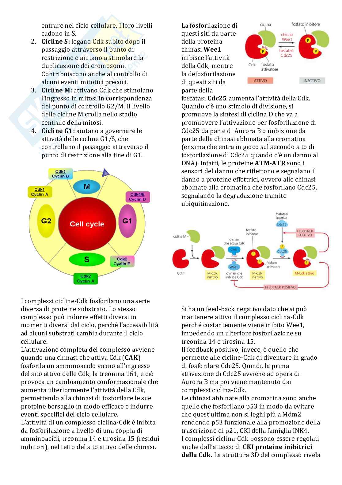 Appunti Biologia molecolare ed epigenetica  Pag. 71
