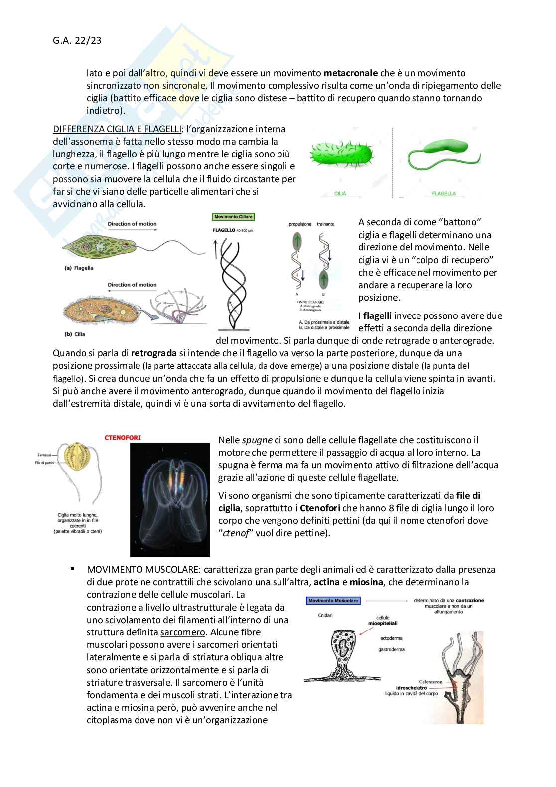 Zoologia - parte generale Pag. 16