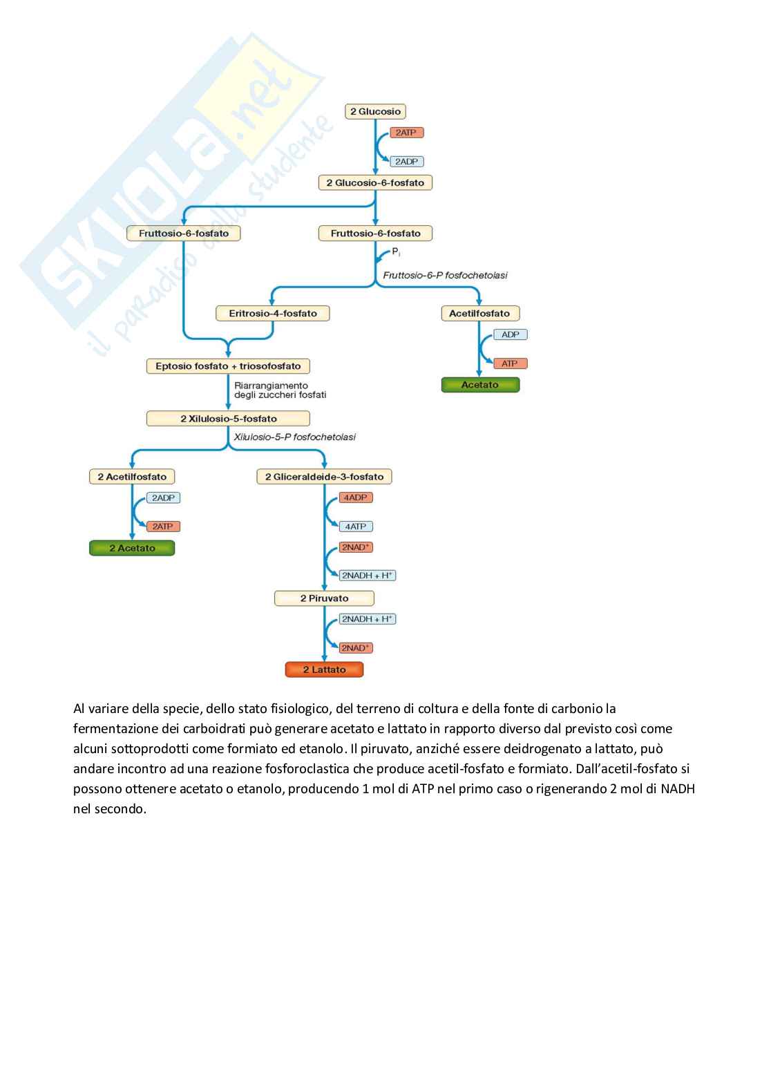 Metabolismo Pag. 16