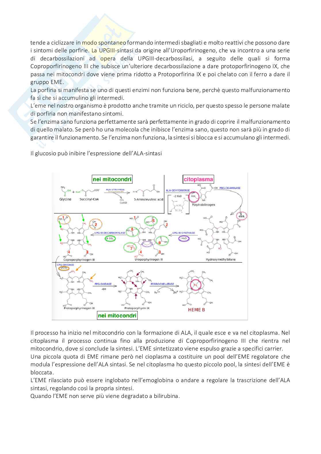Biochimica clinica - Appunti Pag. 31