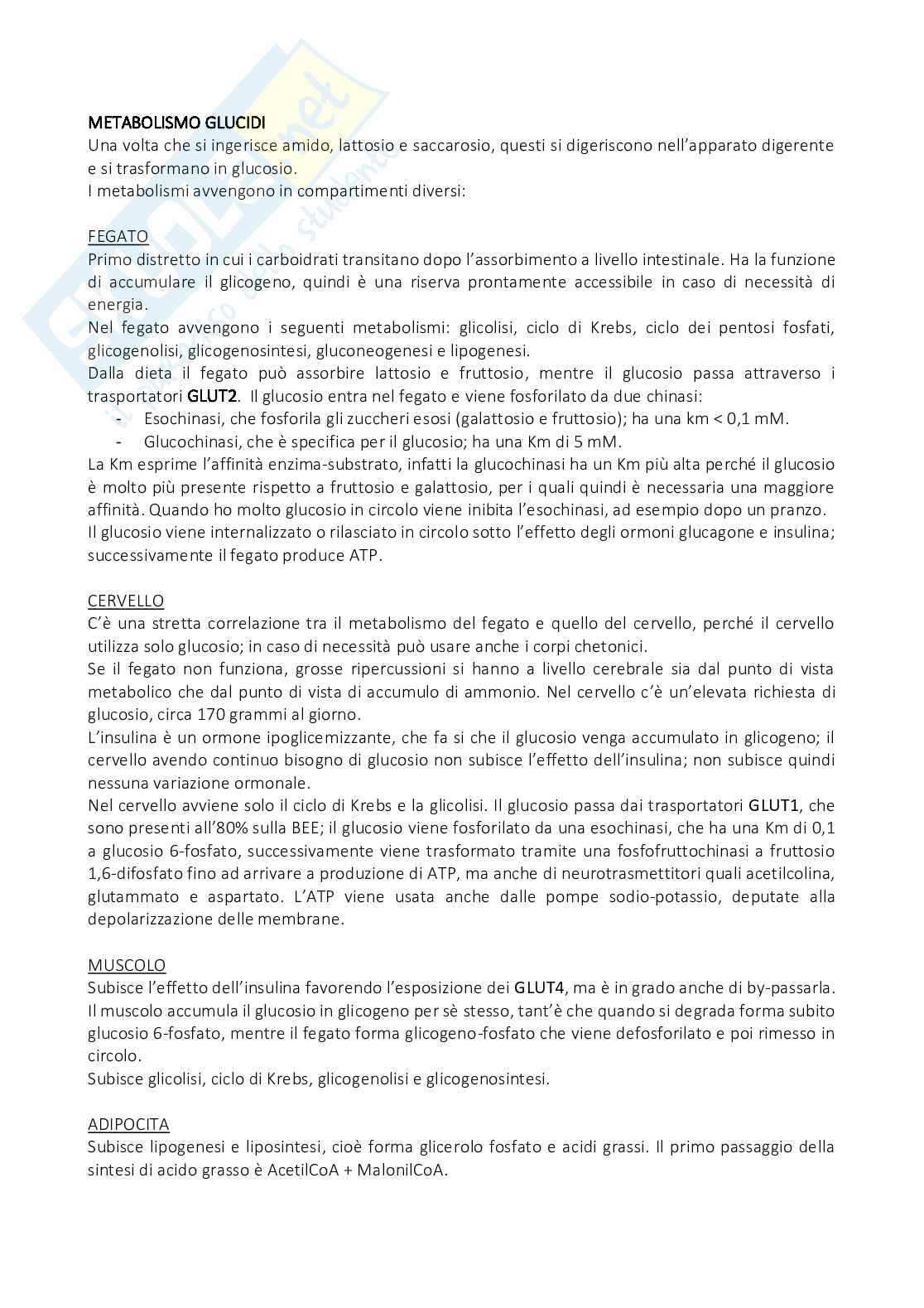 Biochimica clinica - Appunti Pag. 36