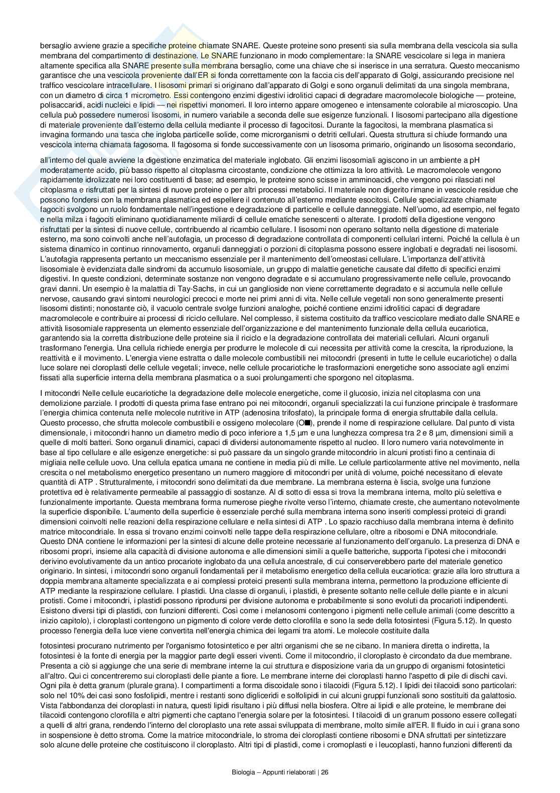 Appunti completi e dettagliati di Biologia – Preparazione all’esame Pag. 26