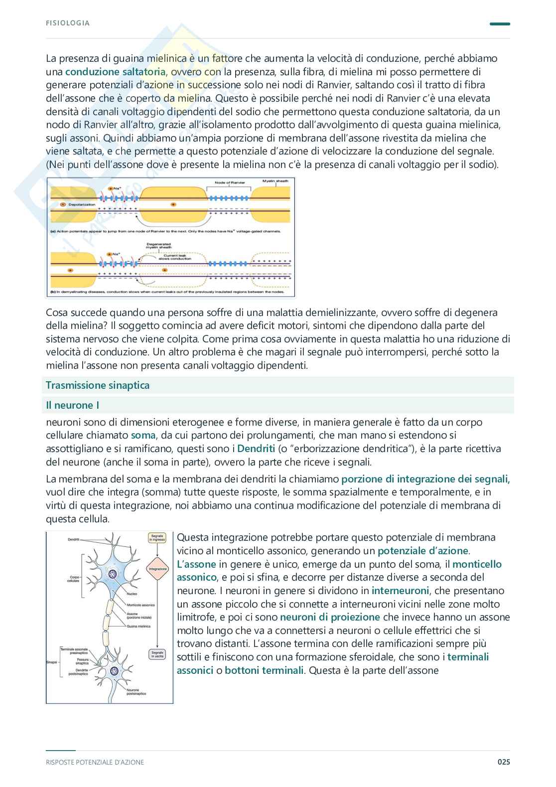 Fisiologia umana – Appunti completi, 2025/2026 Pag. 26
