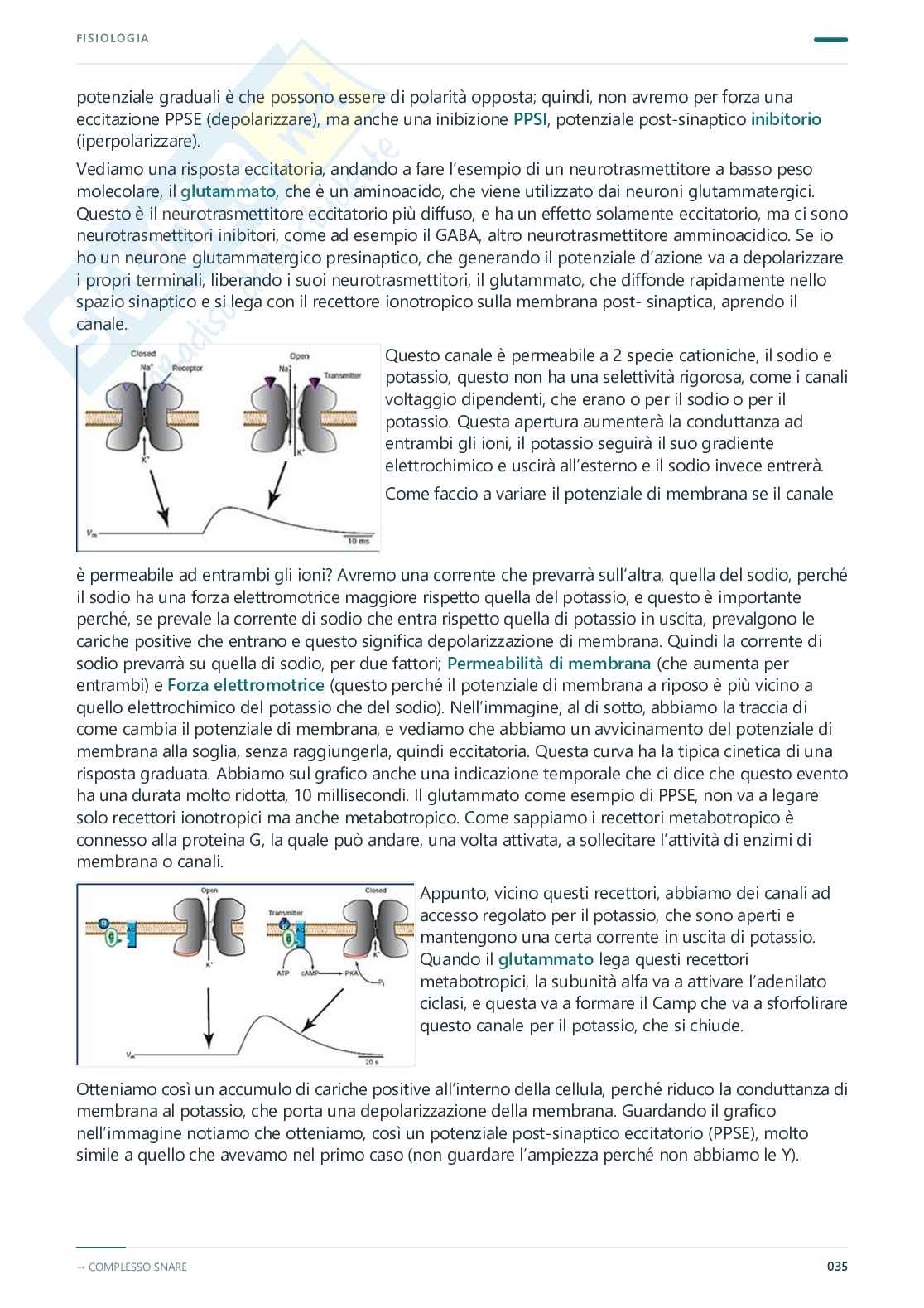 Fisiologia umana – Appunti completi, 2025/2026 Pag. 36