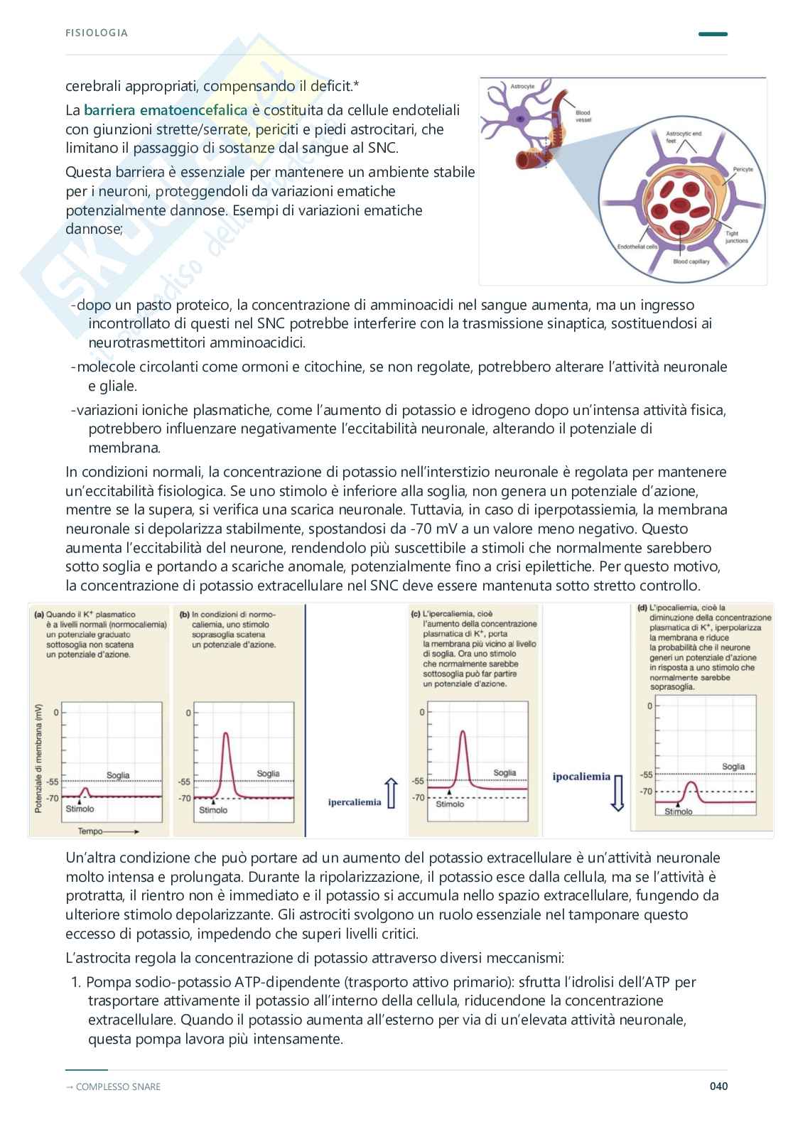 Fisiologia umana – Appunti completi, 2025/2026 Pag. 41