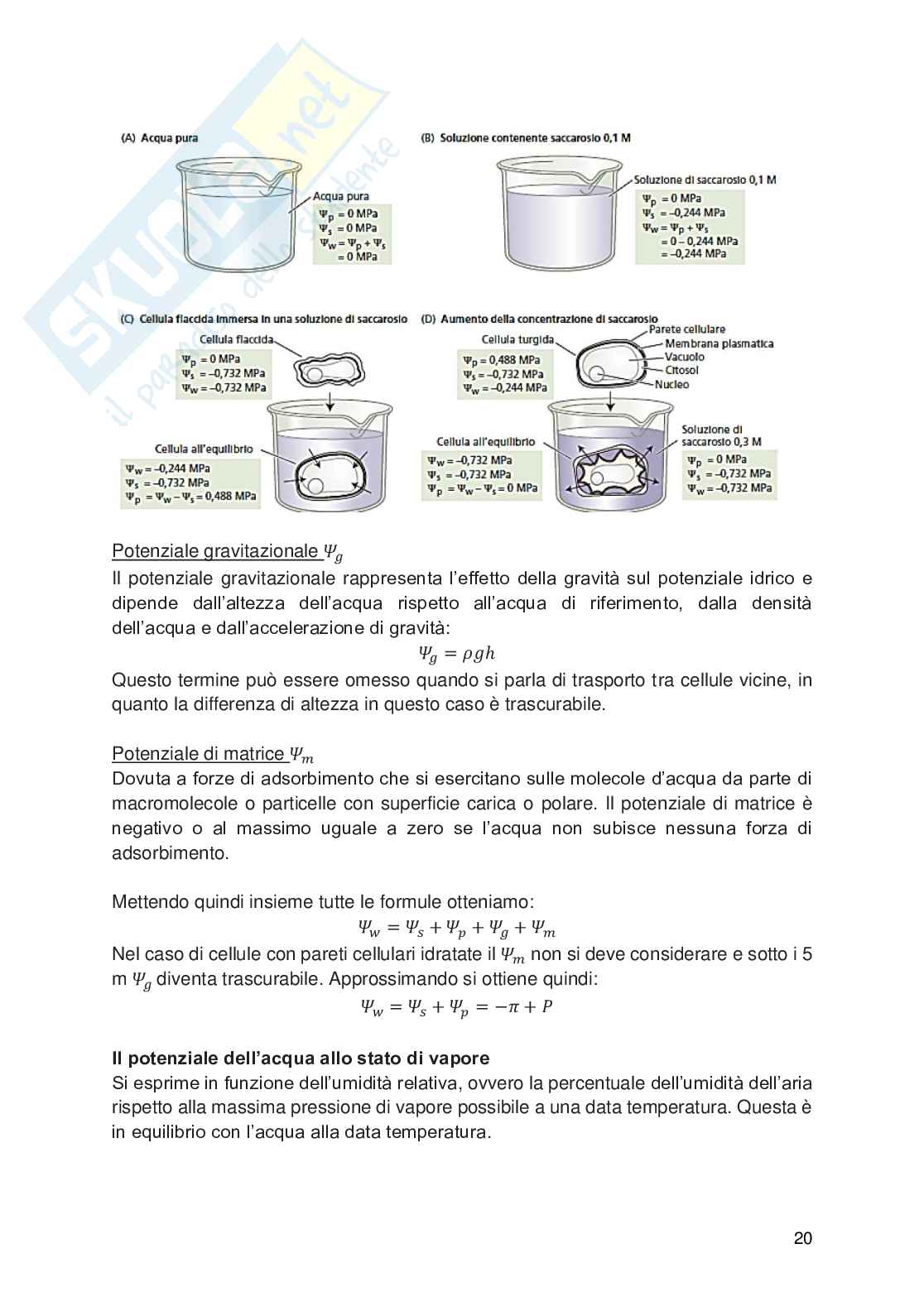 Appunti di Fisiologia vegetale Pag. 21