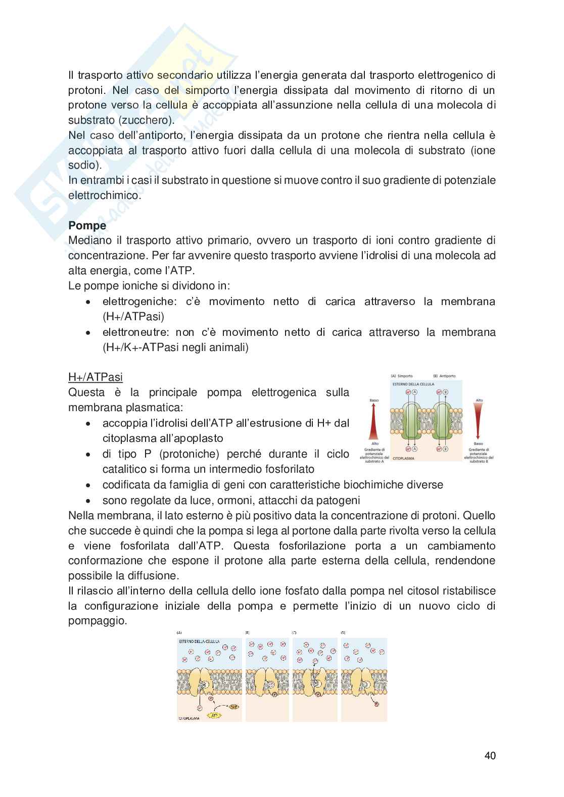 Appunti di Fisiologia vegetale Pag. 41