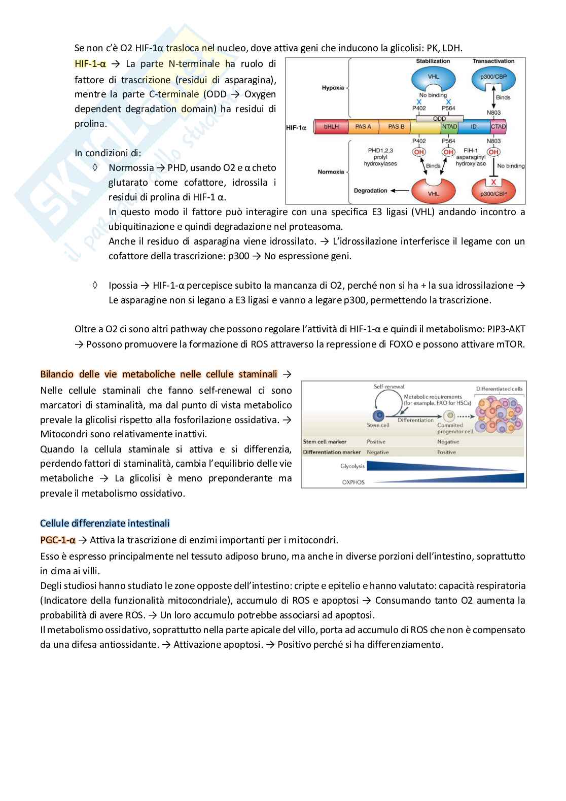 Appunti di Biochimica metabolica e funzionale Pag. 51