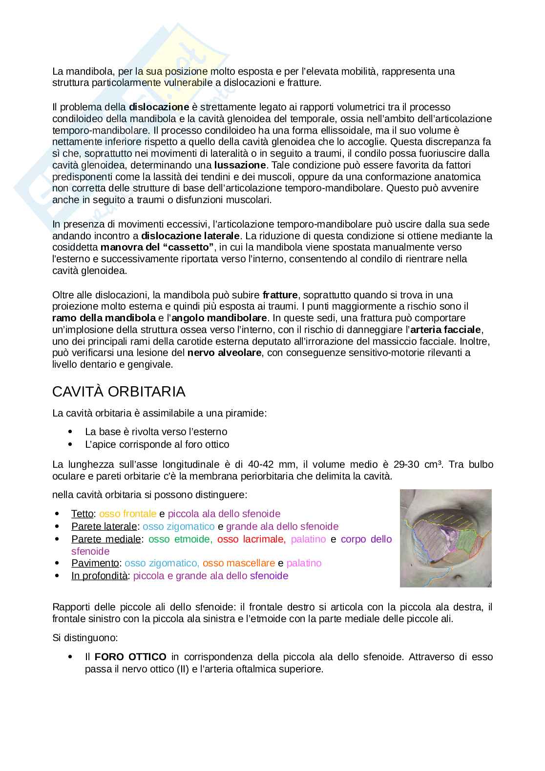 Anatomia della testa Pag. 16