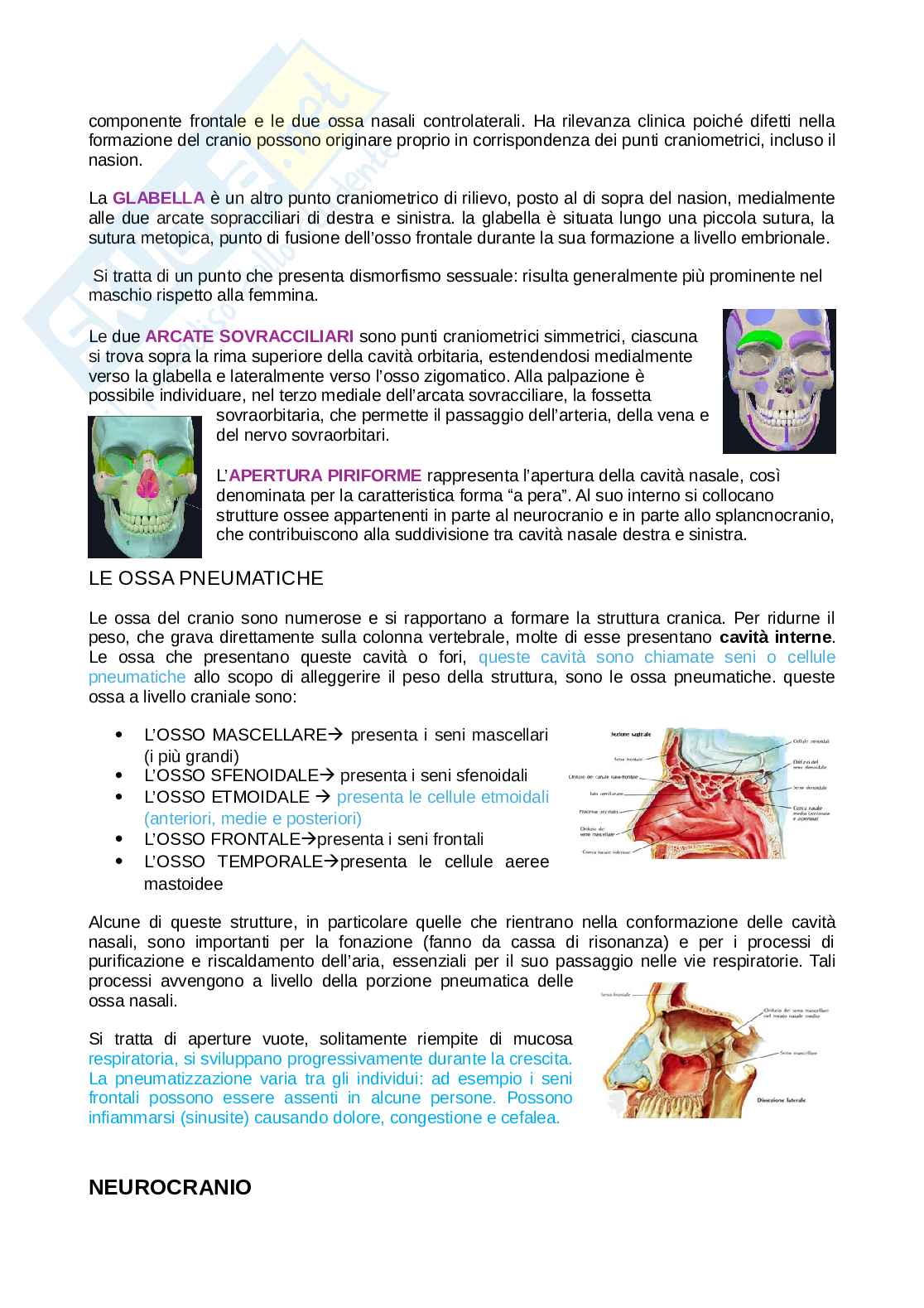 Anatomia della testa Pag. 2