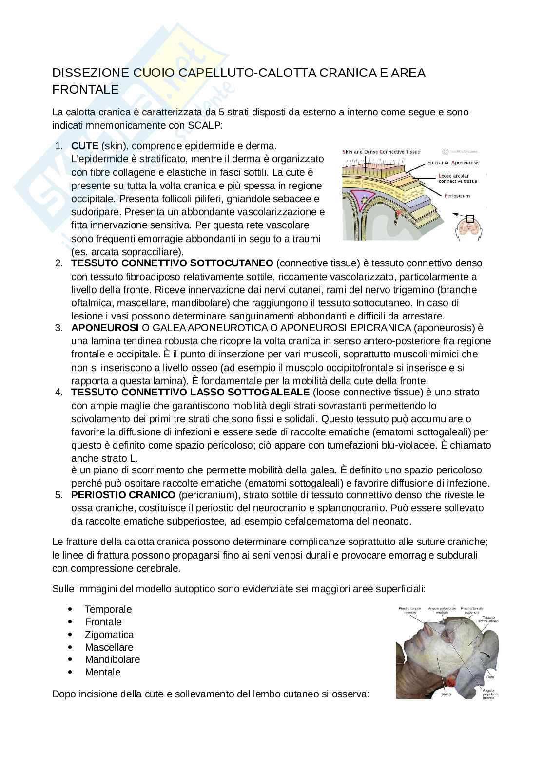 Anatomia della testa Pag. 26