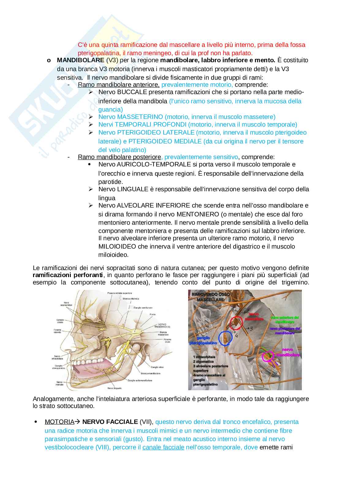 Anatomia della testa Pag. 31