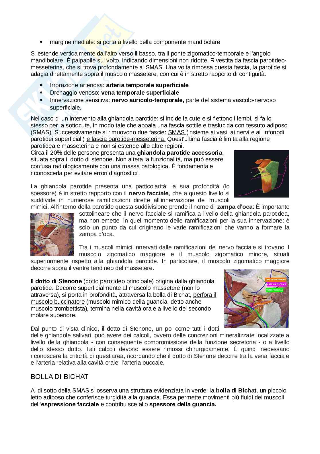Anatomia della testa Pag. 36