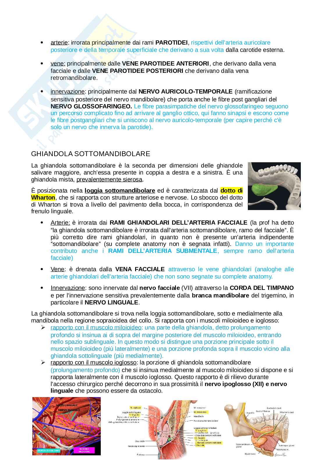 Anatomia della testa Pag. 56