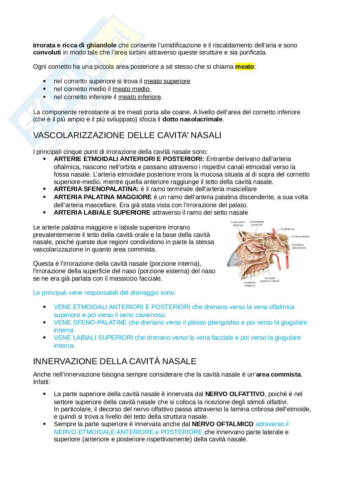 Anatomia della testa Pag. 61