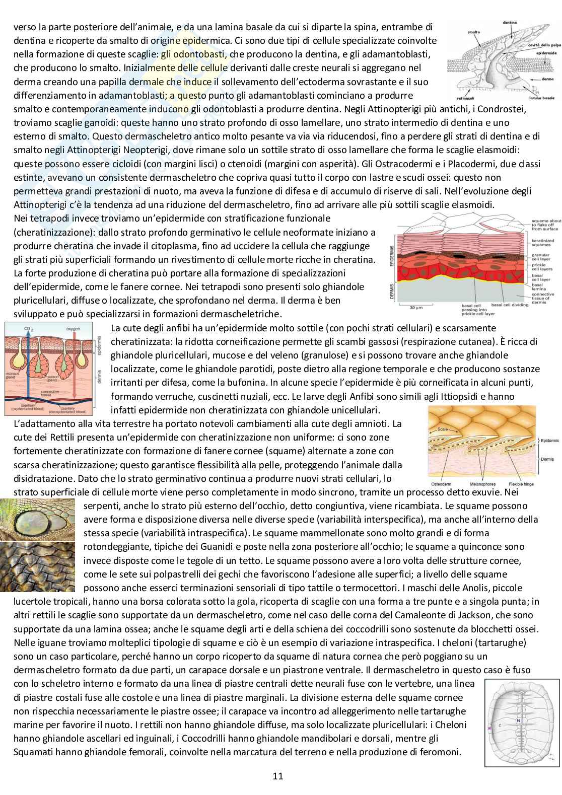 Anatomia comparata: appunti completi d'esame Pag. 11