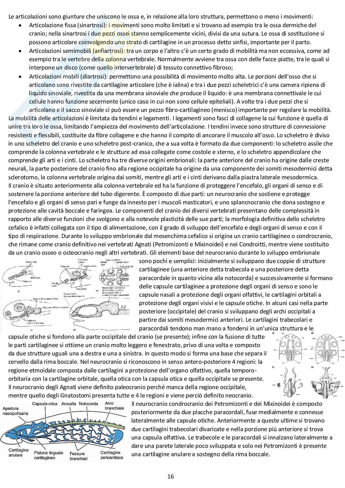 Anatomia comparata: appunti completi d'esame Pag. 16