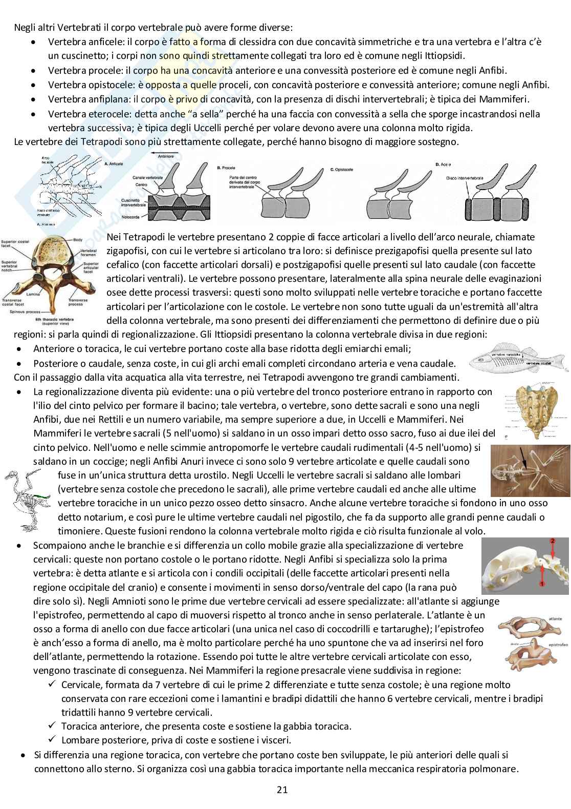 Anatomia comparata: appunti completi d'esame Pag. 21