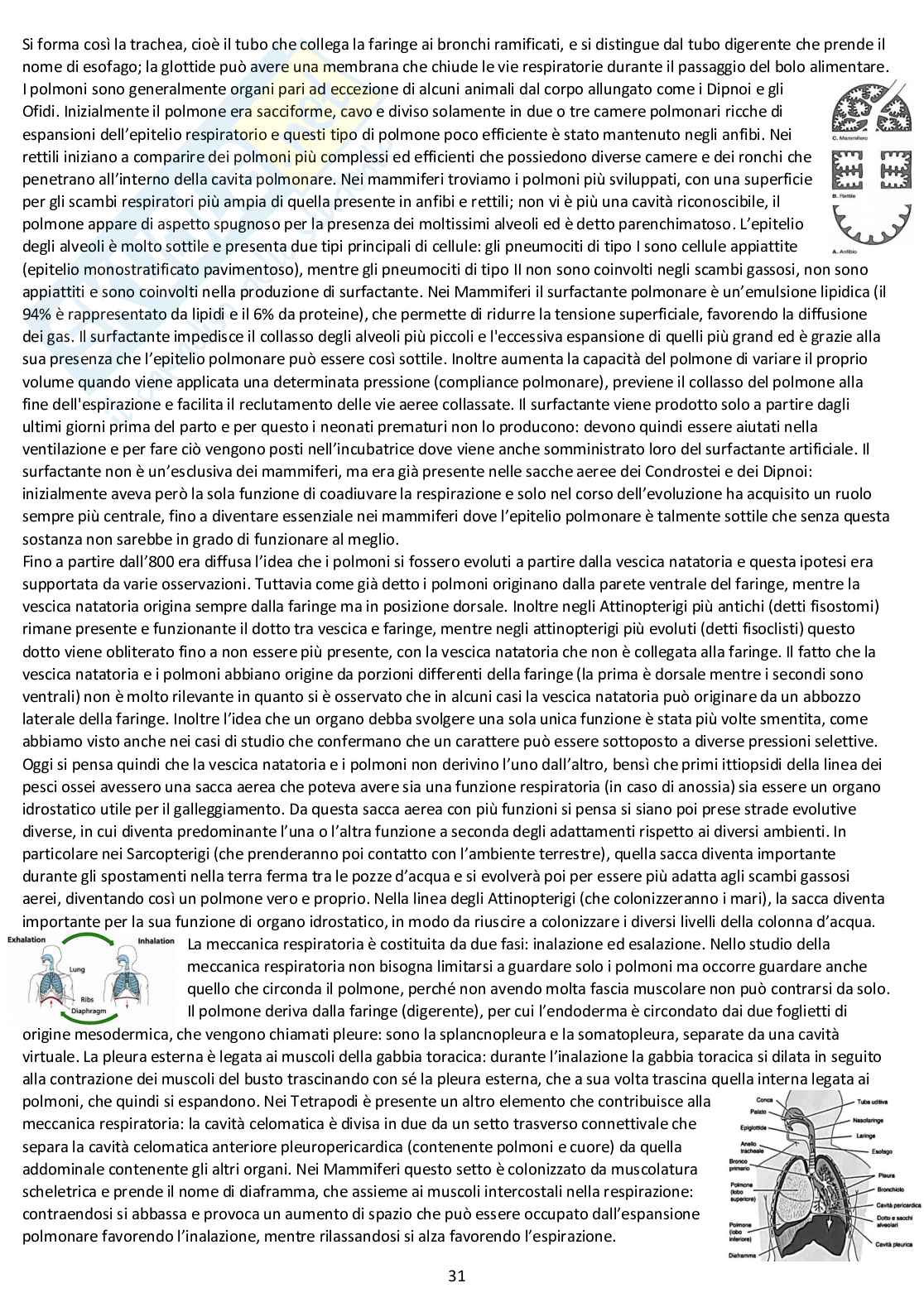 Anatomia comparata: appunti completi d'esame Pag. 31