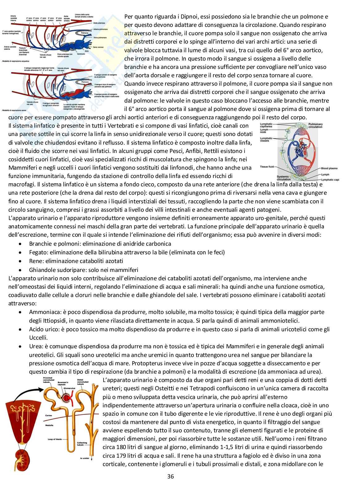 Anatomia comparata: appunti completi d'esame Pag. 36
