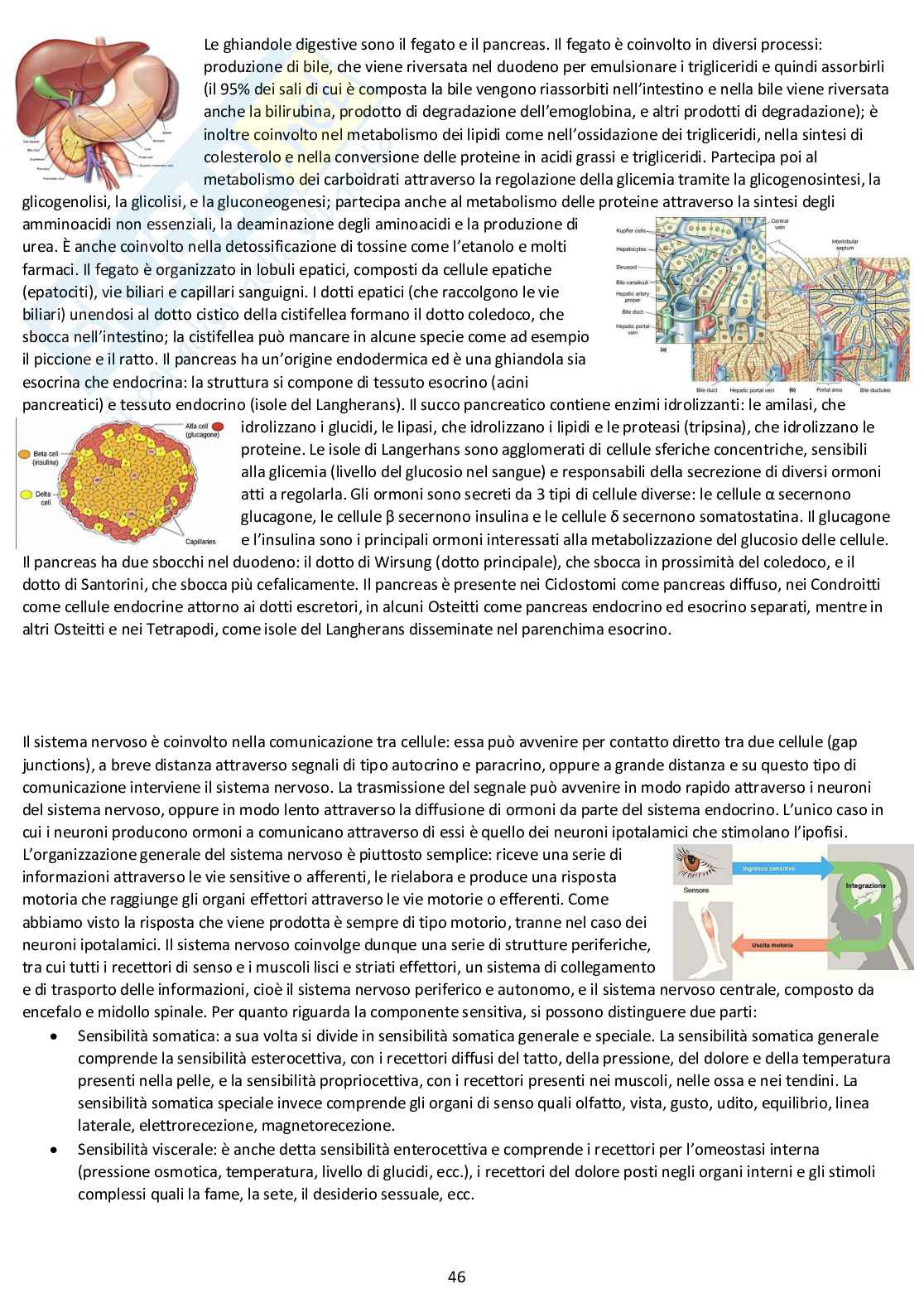 Anatomia comparata: appunti completi d'esame Pag. 46