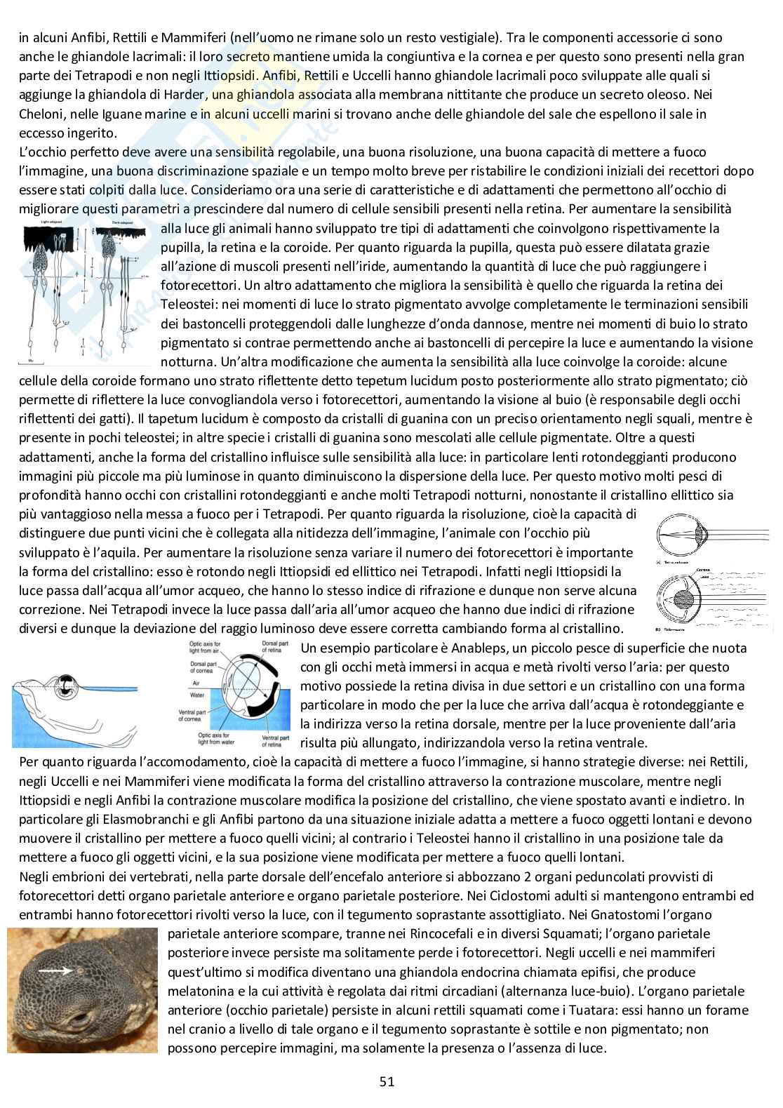 Anatomia comparata: appunti completi d'esame Pag. 51