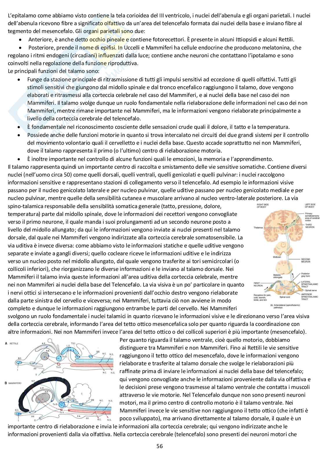 Anatomia comparata: appunti completi d'esame Pag. 56
